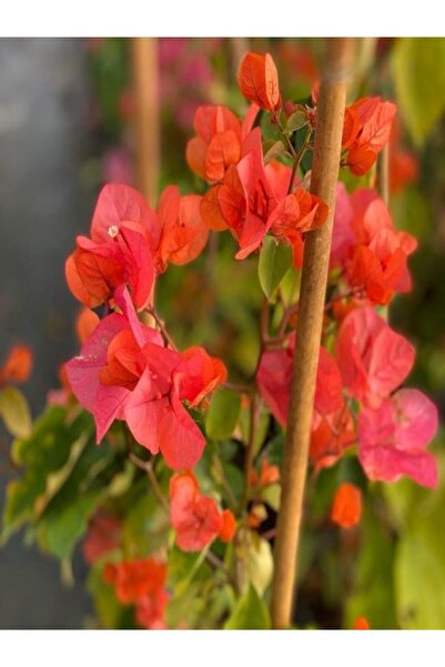 Gardenbox Begonvil Sarmaşığı - Turuncu (80-100CM) Bougainvillea