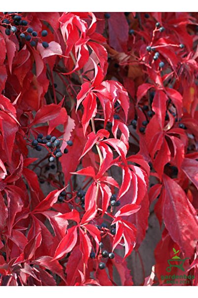 serada decor & plant Canlı Saksılı Duvar Sarmaşığı Kışın Kırmızı Renklidir 50...