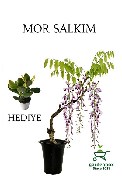 Nura Botanik Mor Salkım Ağacı Fidanı Sarmaşık 1 ADET Saksılı 40-60Cm+Yeşim Pa...