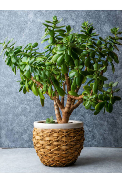 Nura Botanik Para Çiçeği (20 40 CM)1 Adet Saksılı Iç Mekan Bitkisi Crassula Ovata