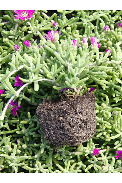 Gardenbox Mezem Yer Örtücü Acem Halısı Çiçeği Mezarlık Üstüne Uygun 3 Adet Ba...