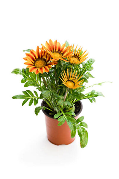 Nura Botanik Turuncu-Sarı Renk Gazanya Çiçeği 1 ADET Saksılı/Tüplü(15-25cm) Ç...