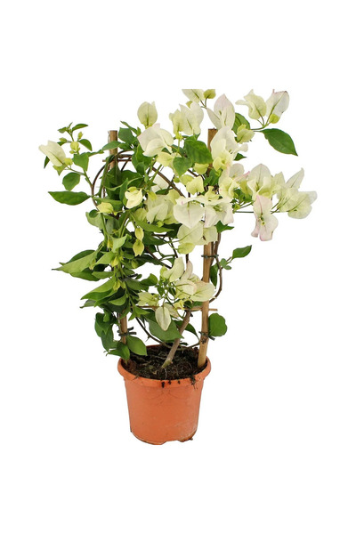 Gardenbox Beyaz Alacalı Benjamin Bitkisi+ Beyaz Begonvil+ Mezem Çiçeği