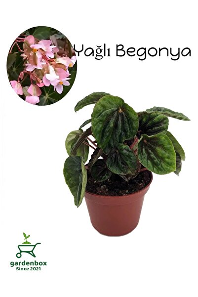 Nura Botanik Yağlı Begonya Çiçeği Pembe Çiçekli 1 ADET Saksılı 10-20Cm