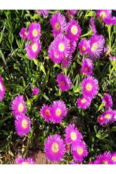 Bitkim Sende Kazayağı Çiçeği (5 15 CM)30 Adet Çiçekli Bodur Bitki Floranatoli...