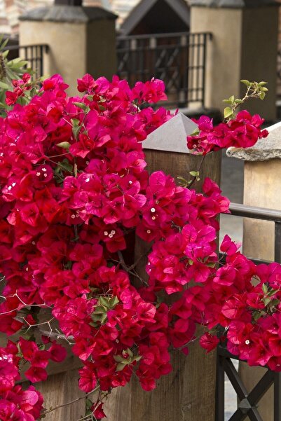Nura Botanik Kırmızı Begonvil Çiçeği 50-60cm /şuan Çiçeksizdir Bougainvillea