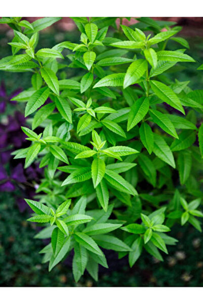 Gardenbox Videolu Limon Melisa Fidanı (40 60 CM)1 Adet Saksılı Dış Mekan Bitk...