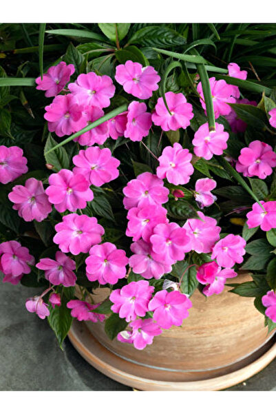 Bitkim Sende Pembe Cam Güzeli (10 30 CM)1 Adet Saksılı/ Tüplü Çiçekli Bodur Bitki Impatiens Walleriana