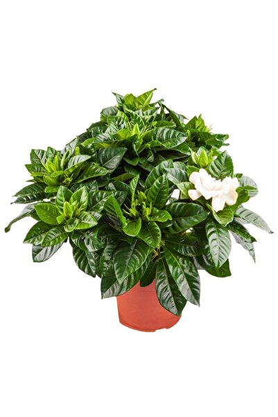 Nura Botanik Videolu Kokulu Ofis Bitkisi 1 Adet Salon Çiçeği Gardenya Bitkisi...