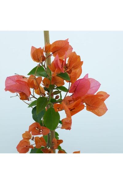 Gardenbox Videolu Turuncu Begonvil ( 90- 110 Cm ) 1 Adet Saksılı Çiçekli Bahç...