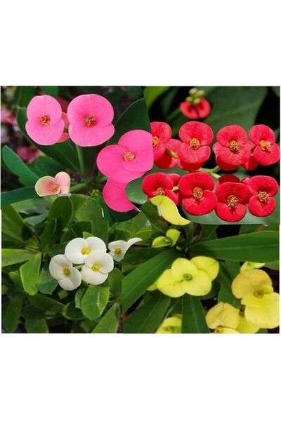 Gardenbox Videolu 4'lü Dikenler Tacı Çiçeği Sarı-kırmızı-pembe-beyaz 10-20 Cm Tüplü Çiçekli Euphorbia Milii