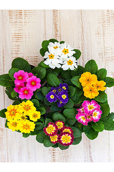 Gardenbox Videolu 7li Set Karışık Renk Çuha (MARUL) Çiçeği 5-15 Cm Saksılı Çi...