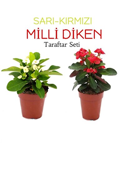 Bitkim Sende Avantajlı 2'li Takım Seti Sarı-kırmızı Milli Dikenler Tacı Çiçeği