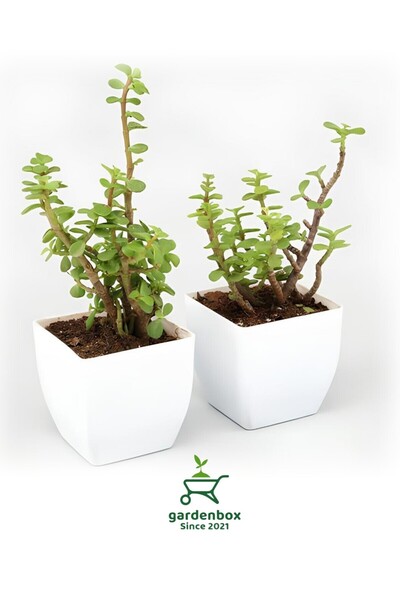 Nura Botanik Yeşim Para Çiçeği 2 ADET Dekoratif Canlı Bitki 10-15Cm (Crassula)