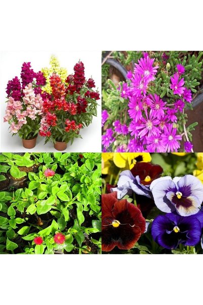 Gardenbox Videolu 10'lu Karışık Bahçe Çiçekleri (HERCAİ-ASLANAĞZI-PAPATYA-MEZ...
