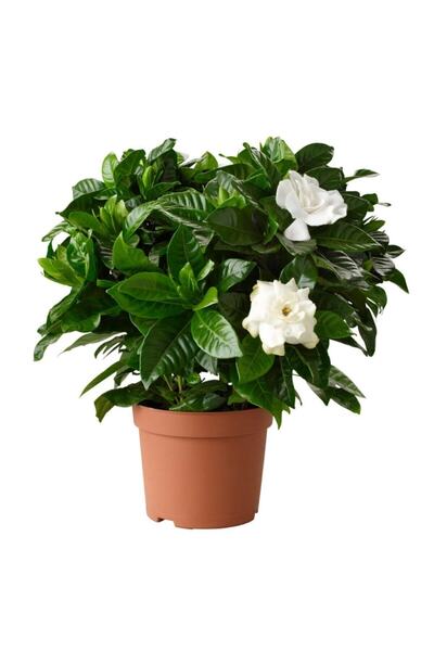 Gardenbox Videolu Efsane Kokulu Hediyelik 1 Adet Gardenya Çiçeği Saksılı 30-4...