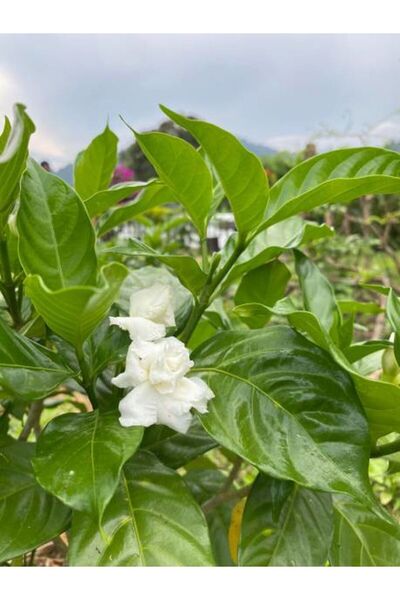 Gardenbox Ful Yasemini  90 100 cm 1 Adet Saksılı Çiçekli Iç  Dış Mekan Biitki...