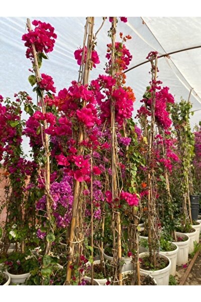 Flora Vadi Dayanıklı Sarmaşık Begonvil Bitkisi Saksıda 70/100 Cm Bougainvillea