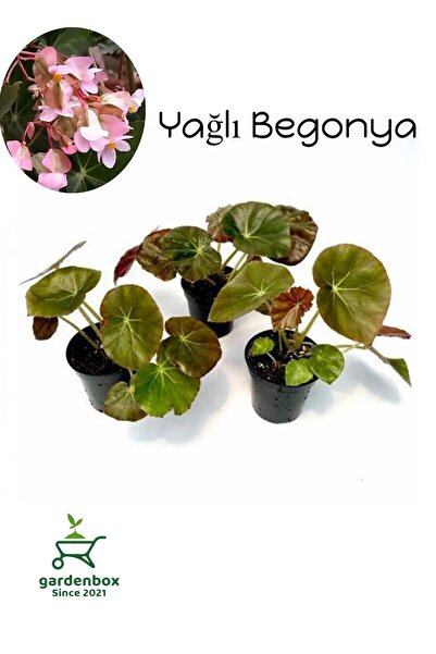 Nura Botanik Pembe Çiçekli Yağlı Begonya Çiçeği 3 ADET Saksılı 10-20Cm