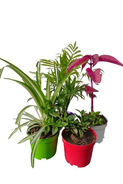 Nura Botanik 4'Lü Mini Set Kurdele+Buz+Areka+Çingene Şalvarı Çiçeği