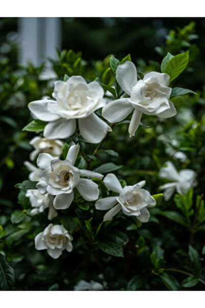 Nura Botanik Videolu Gardenya Çiçeği (30 50 CM)1 Adet Saksılı/ Tüplü Çiçekli ...