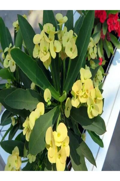 Gardenbox Videolu 4'lü Dikenler Tacı Çiçeği Sarı-kırmızı-pembe-beyaz 10-20 Cm Tüplü Çiçekli Euphorbia Milii