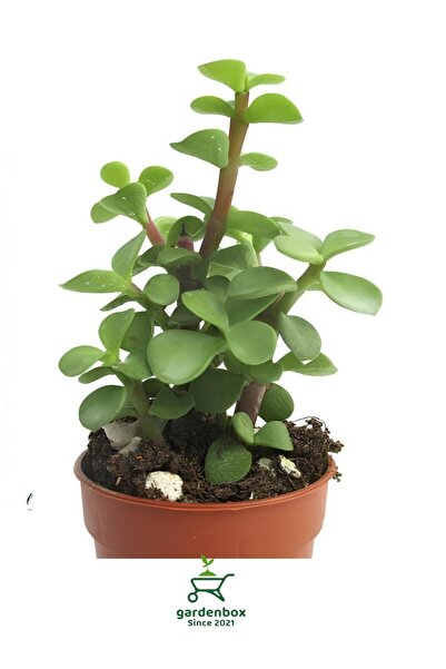 Nura Botanik Yeşim Çiçeği 8,5 Saksıda 1 ADET 10-15Cm(Crassula)