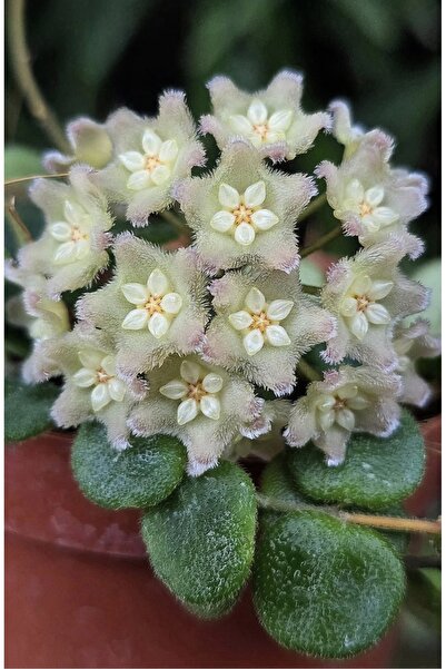 PLANT Hoya Serpens Mum Çiçeği