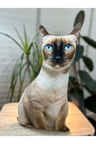 Pethoven Siyam Cinsi Kedi Yastık