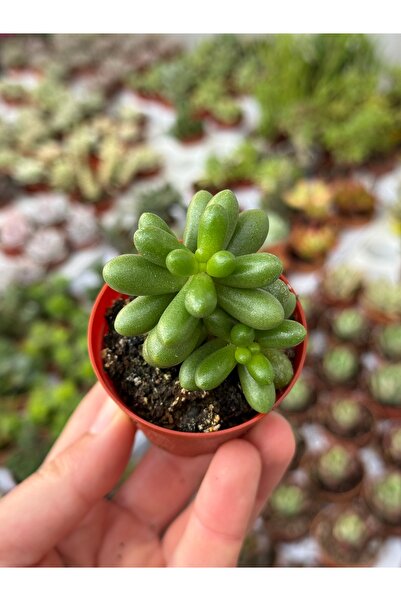 SukuLand Sedum hernandezii koleksiyonluk özel tür sukulent 5,5cm saksıda