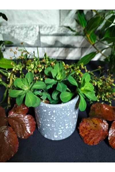 çakırın yeri Seramik Sukulent Saksı, Mumluk, Granit