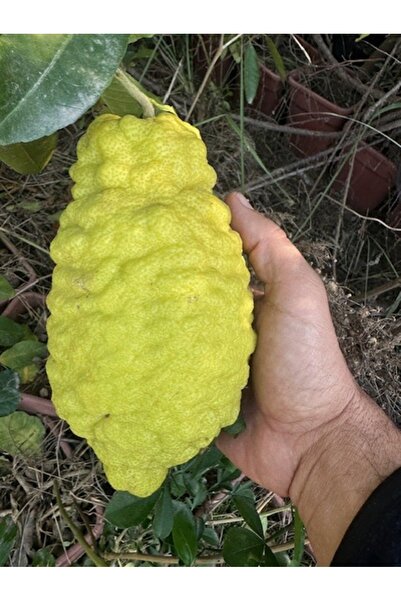 ASES TÜPLÜ 4 YAŞ BERGAMOT LİMON (CITRUS BERGAMİA) FİDANI BOY 150-200CM