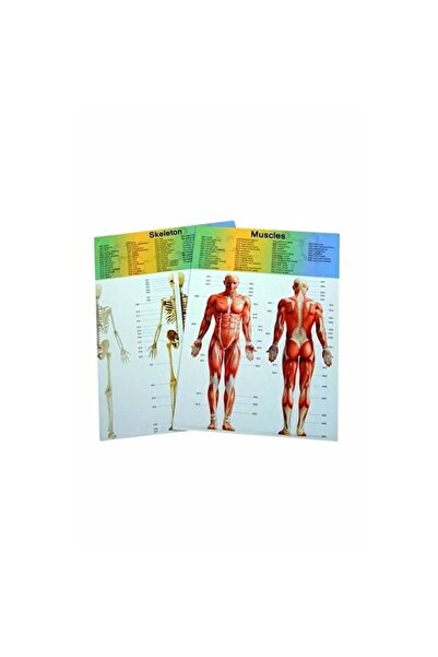 Genel Markalar Küçük Maket Insan Vücut Seti