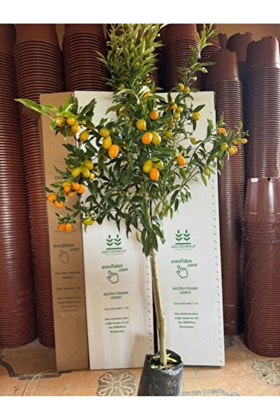 ASES 4 YAŞ ,TÜPLÜ BOL MEYVELİ NAGAMİ KAMKAT FİDANI BOY 150-200 CM