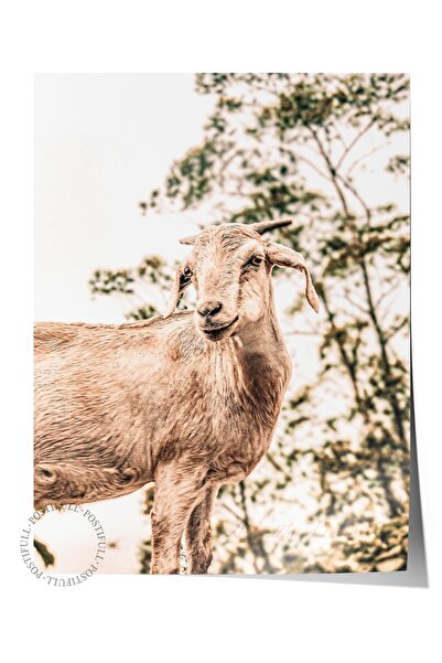 Postifull Poster rustic fără rame, pictură nordică albă, NR:372 Fotografie cu...