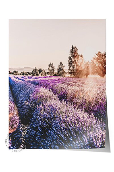 Postifull Rustic Çerçevesiz Poster, İskandinav Mor Tablo, NO:310 Lavanta Tarl...