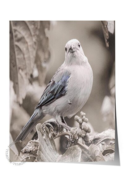 Postifull Poster rustic fără ramă, pictură nordică albă, NR:325 Fotografie cu...