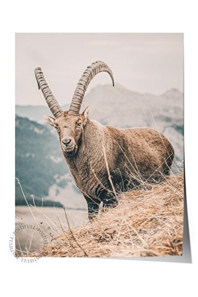 Postifull Rustic Çerçevesiz Poster, İskandinav Kahverengi Tablo, NO:283 Keçi ...
