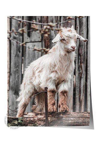 Postifull Poster rustic fără rame, pictură nordică albă, NR:388 Fotografie de...