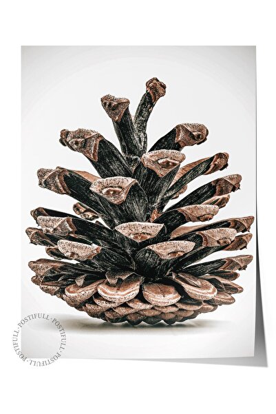 Postifull Rustic Çerçevesiz Poster, İskandinav Kahverengi Tablo, NO:402 Kozalak Fotoğraf, Yatay