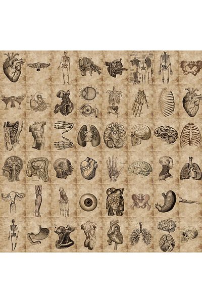 Choice 56pcs 56pcs Anatomy And Physiology The Body Structure Stickers Pvc Waterproof Toy Graffiti Skeleton