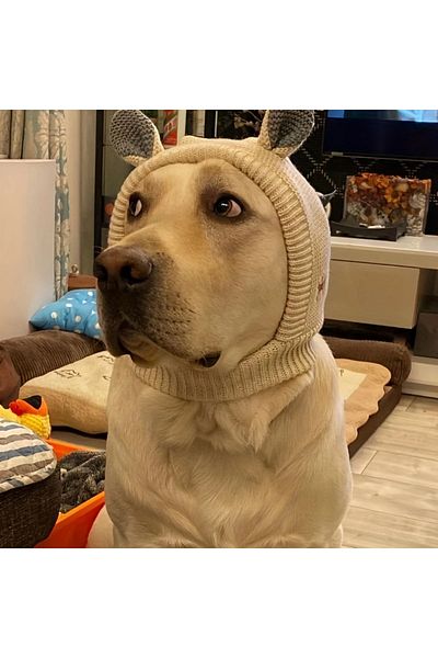 Choice Creamy White Dog Hat Labrador Golden Retriever Funny Headgear Warm Pet Puppy Dog Ears In Winter