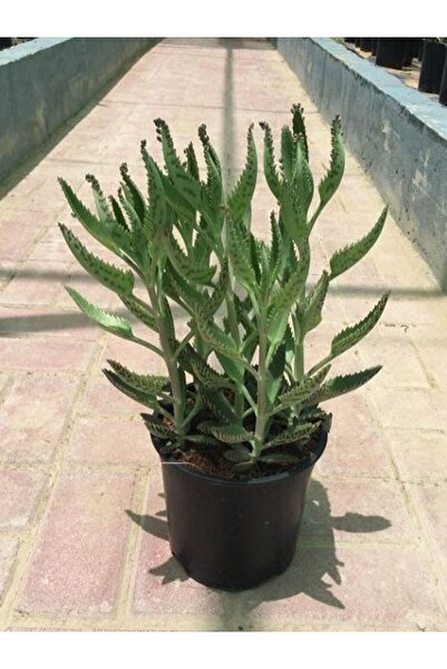 Genel Markalar Aşkın Gözyaşları Çiçeği 15-25 Cm Kalanchoe Daigremontiana Eche...