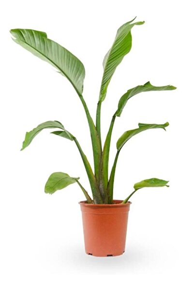 Gardenbox Starliçe Cennet Kuşu Çiçeği - Strelitzia Canlı Salon Bitkisi 50-70cm