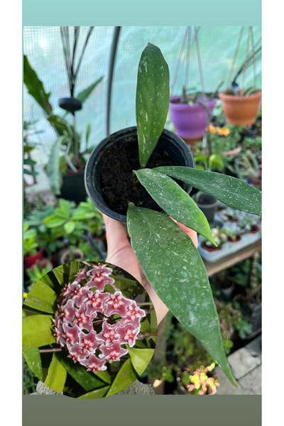 Hoya Picualix Özel Tür Mum Çiçeği 8cm saksıda