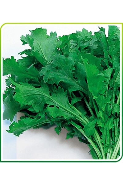 AKSARAY TOHUMCULUK Geniş Yapraklı Tere Tohumu 200 Adet Tohum Aksaray Tohumculuk