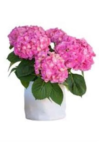 Mimoza Alabalık Pembesi Ortanca Fidanı Fidesi 10-20 Cm