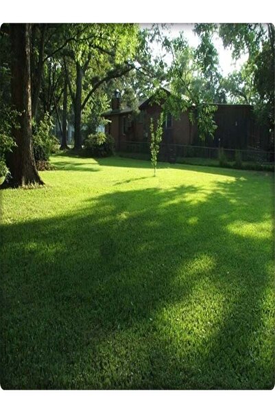 5m Sombra Grass Seed (SHADE AREAS) 10 Kg