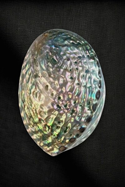 Pozitif Doğal Taş Abalone Shell Süper Renkli Istiridye Kabuğu