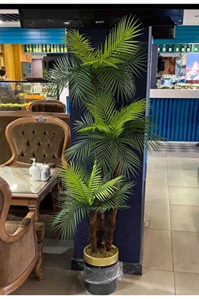 İremÇiçekçilik Siyah Gold saksıda 4'lü Areka Palmiyesi - Premium